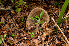 Chaetomys subspinosus
