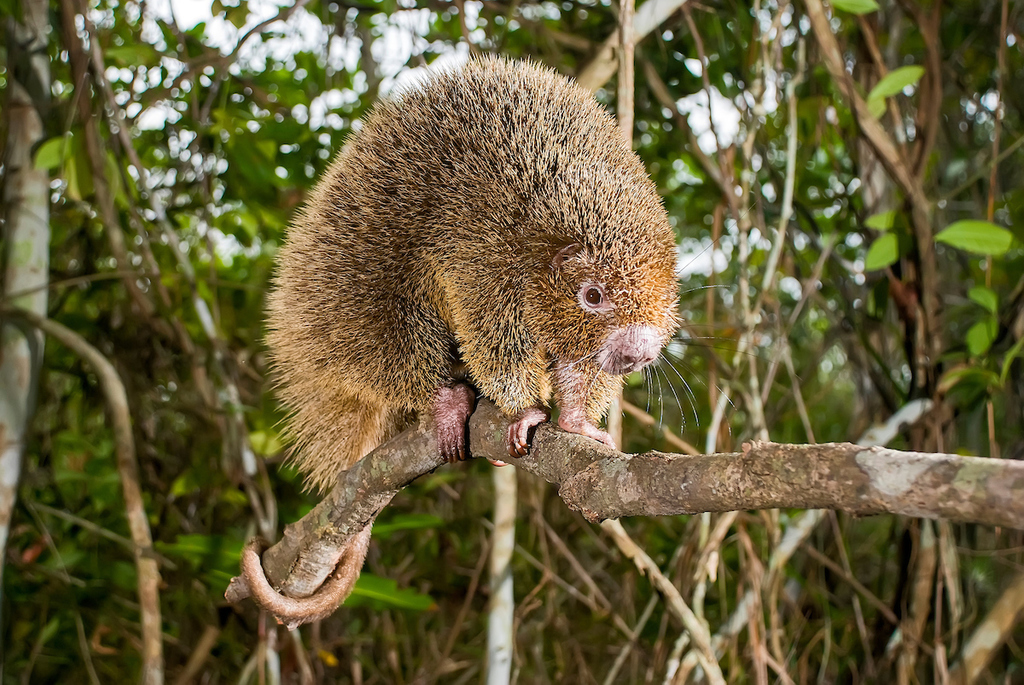 Novo Mundo Porco Espinho Família Erethizontidae Desenho Realista