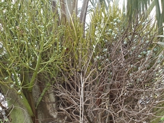 Dypsis decaryi