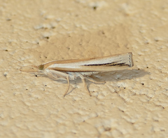 Thaumatopsis