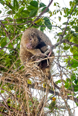 Chaetomys subspinosus