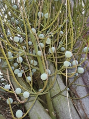 Dypsis decaryi