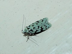 Izatha peroneanella