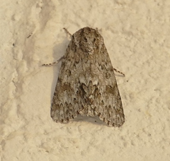 Acronicta rubricoma