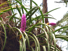 Arpophyllum spicatum