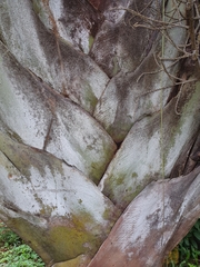 Dypsis decaryi