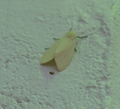 Pareuchaetes insulata