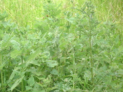 Fuertesimalva limensis