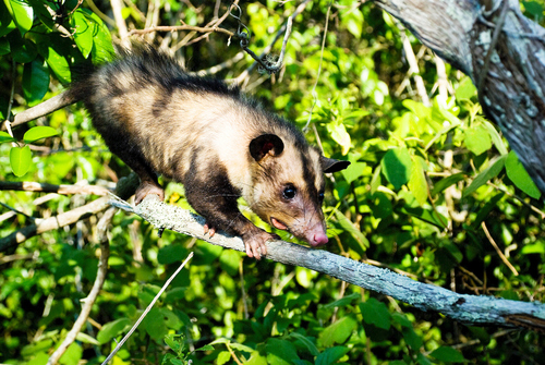 Big-eared Opossum