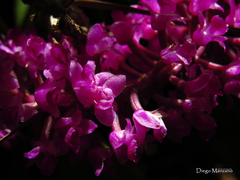 Arpophyllum spicatum