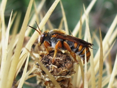 Rhodanthidium sticticum