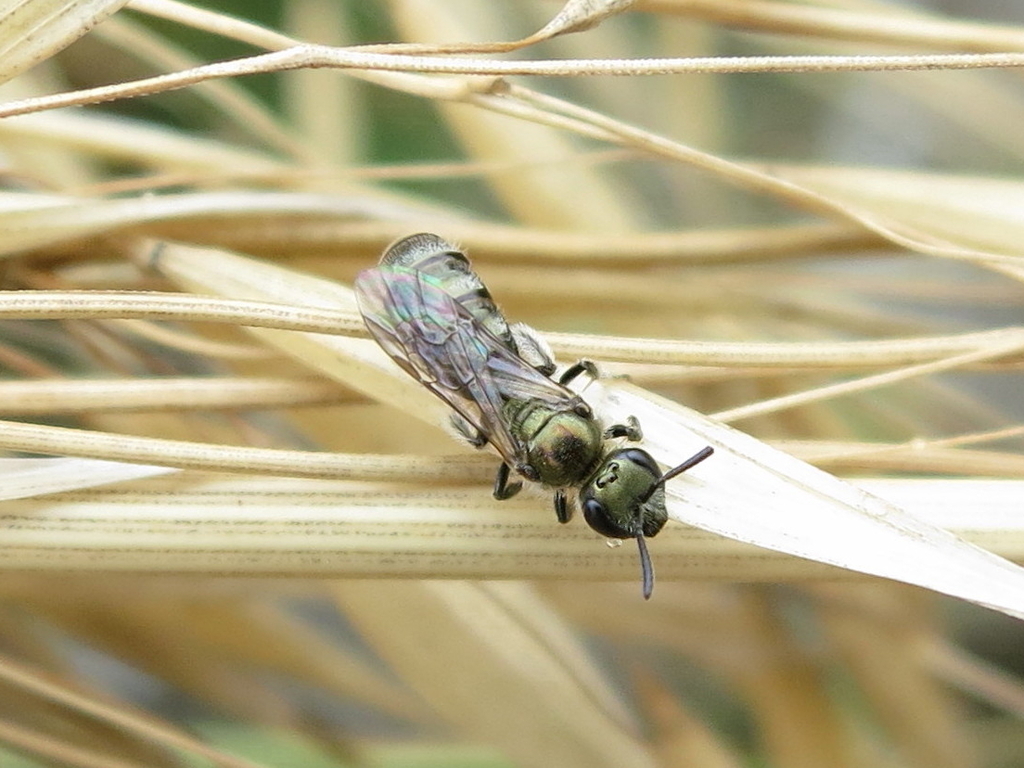 Smeathman's Furrow Bee
