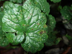 Puccinia glechomatis