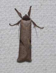 Pilostibes stigmatias