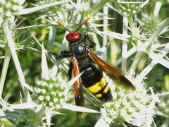 Scolia erythrocephala