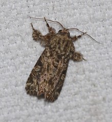 Callopistria rivularis