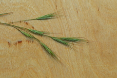 Bromus sitchensis