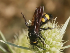 Scolia hortorum