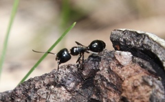 Camponotus werthi