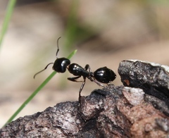 Camponotus werthi