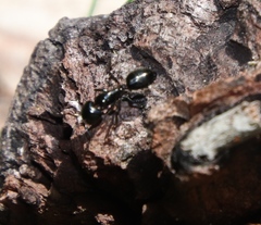 Camponotus werthi