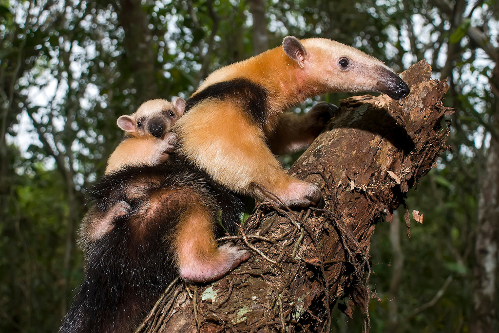 Southern tamandua - Wikipedia