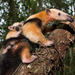 Southern Tamandua - Photo (c) Instituto Últimos Refúgios, some rights reserved (CC BY-NC), uploaded by Instituto Últimos Refúgios