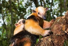 Tamandua tetradactyla