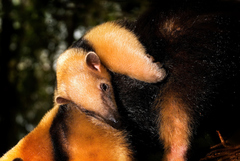 Tamandua tetradactyla