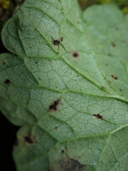 Puccinia glechomatis