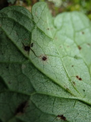Puccinia glechomatis