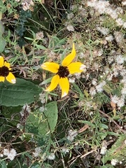 Rudbeckia amplexicaulis