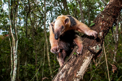 Tamandua tetradactyla