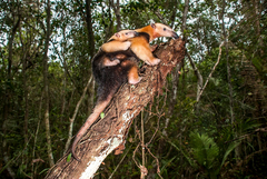 Tamandua tetradactyla