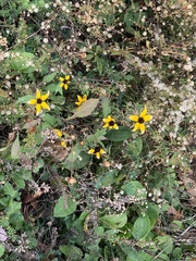 Rudbeckia amplexicaulis