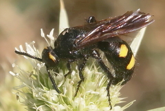Scolia hortorum