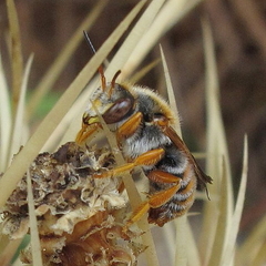 Rhodanthidium sticticum