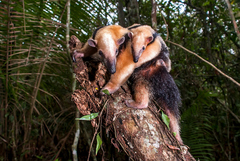 Tamandua tetradactyla