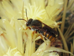 Rhodanthidium sticticum