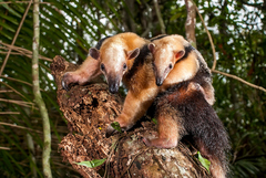 Tamandua tetradactyla