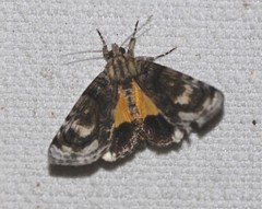 Zalissa catocalina
