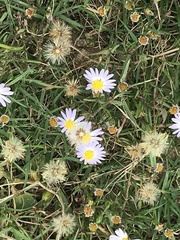 Symphyotrichum divaricatum