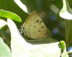 Panthiades hebraeus