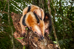 Tamandua tetradactyla