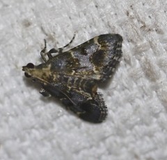 Arescoptera haplocala