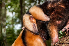 Tamandua tetradactyla