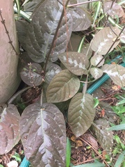 Pseuderanthemum alatum