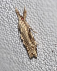 Xylomimetes
