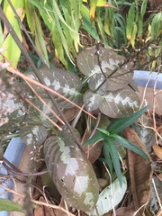 Pseuderanthemum alatum