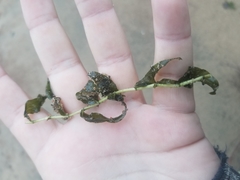 Potamogeton richardsonii